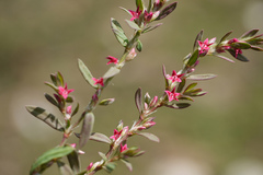 Polygonum plebeium